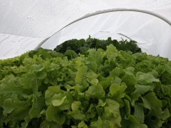various lettuces growing under the hoop tunnels.